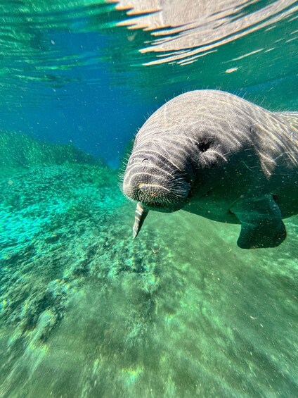 A manatee swimming underwater with a clear view of the seabed. 5