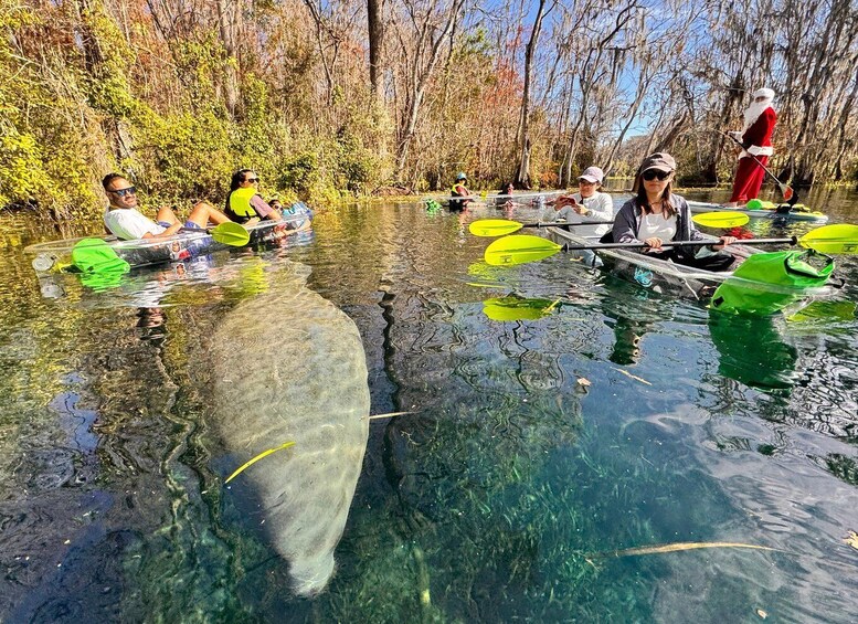 People kayaking on a clear river surrounded by trees. 1