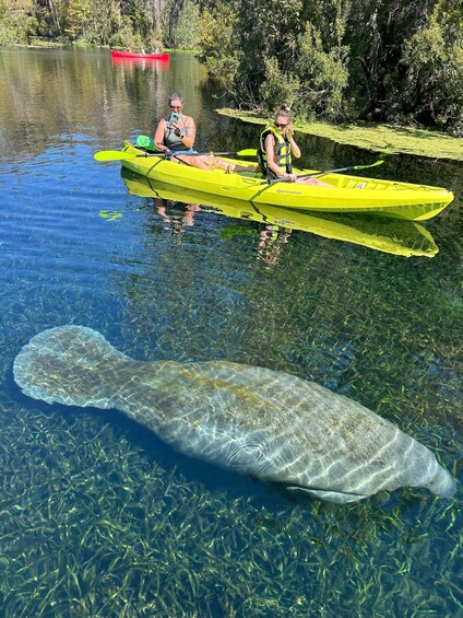 Kayakers in a clear river with a large fish swimming underneath. 2