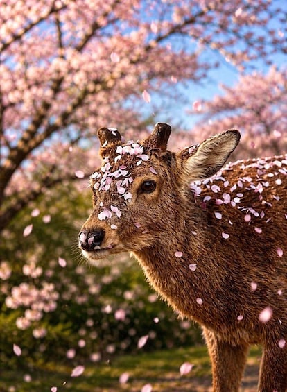 A deer with pink petals on its head, standing in front of cherry blossoms. 5