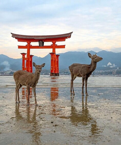 Two deer standing in shallow water with a red torii gate in the background. 2