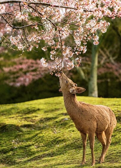 A deer grazing under a tree with pink blossoms. 4