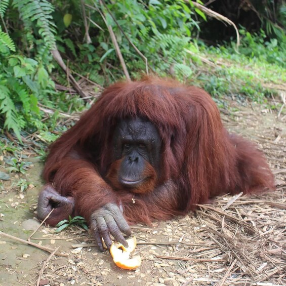 An orangutan lying on the ground with a partially eaten fruit. 1