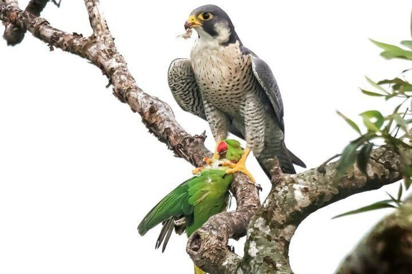 A bird of prey perched on a branch with a smaller bird nearby. 3