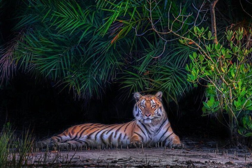 Sundarban Wildlife Safari and Eco Stay at The Mangrove Nest 1