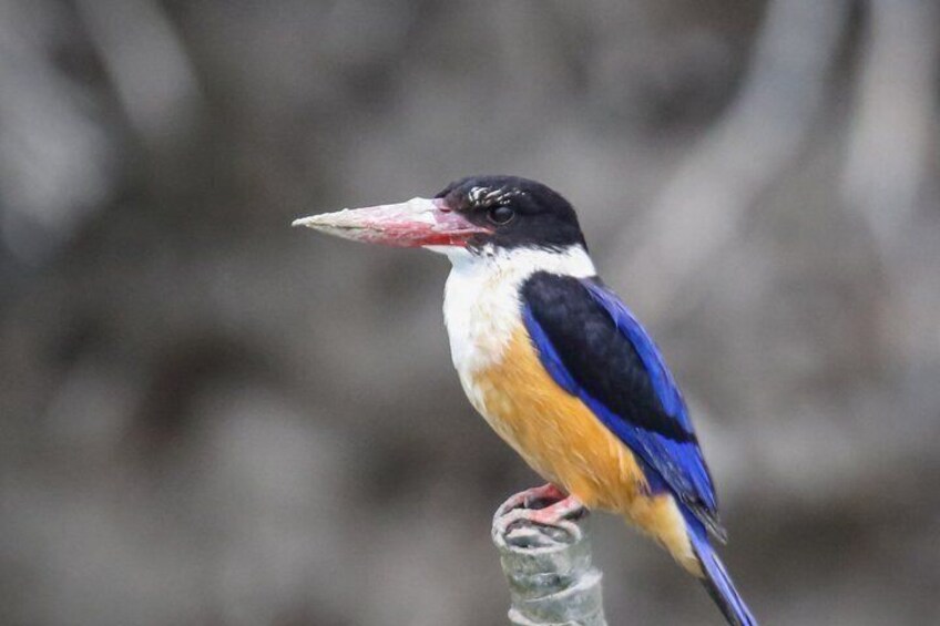 Sundarban Wildlife Safari and Eco Stay at The Mangrove Nest 2