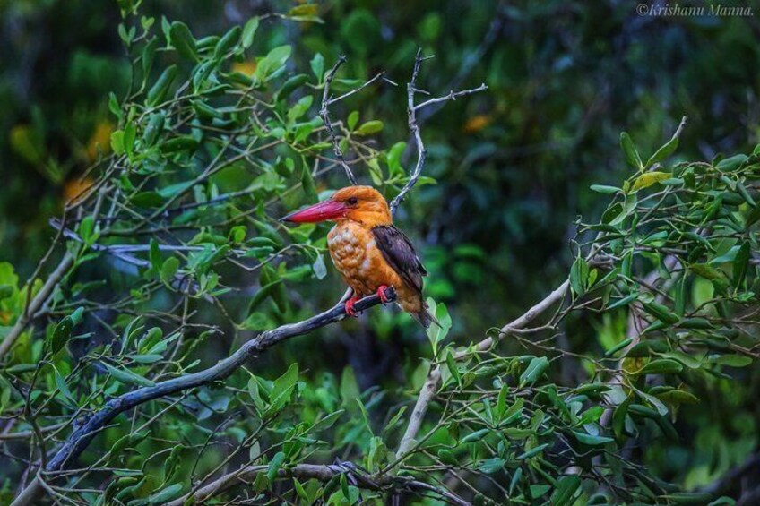 Sundarban Wildlife Safari and Eco Stay at The Mangrove Nest 4
