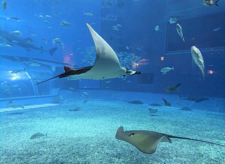 An underwater scene with manta rays swimming in an aquarium. 4