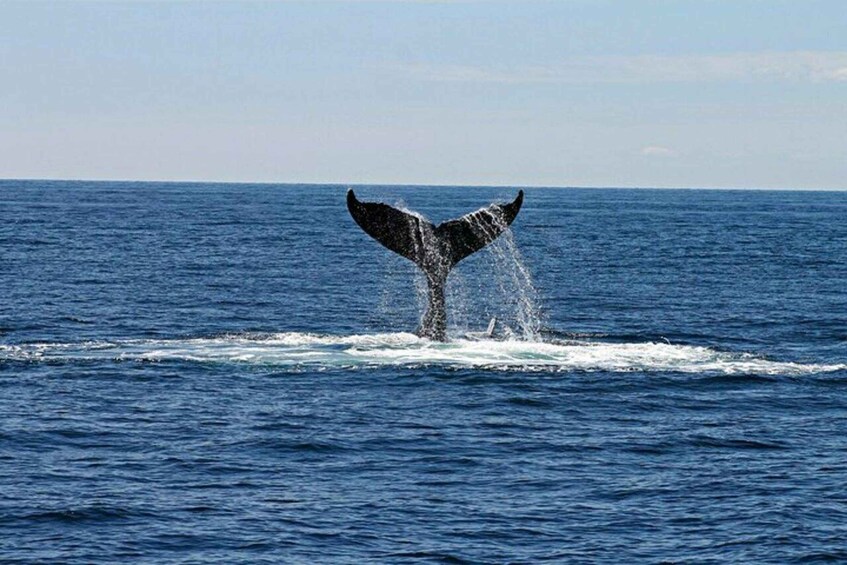 A whale tail breaching the ocean surface. 3