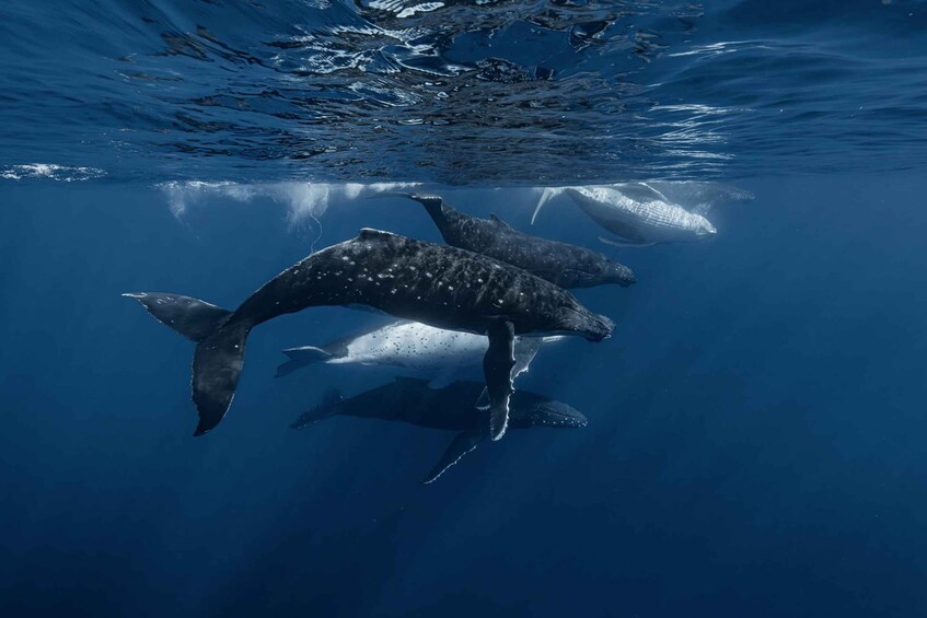 A group of humpback whales swimming underwater. 4