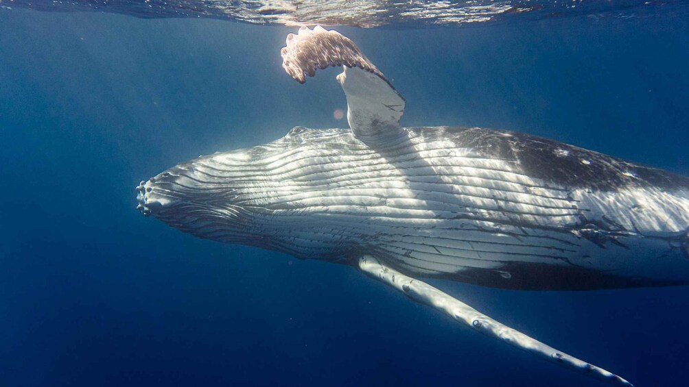 A whale swimming underwater. 1