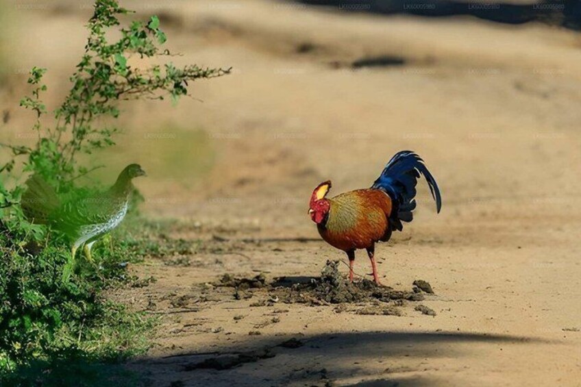 A rooster standing on a dirt path with sparse vegetation. 3