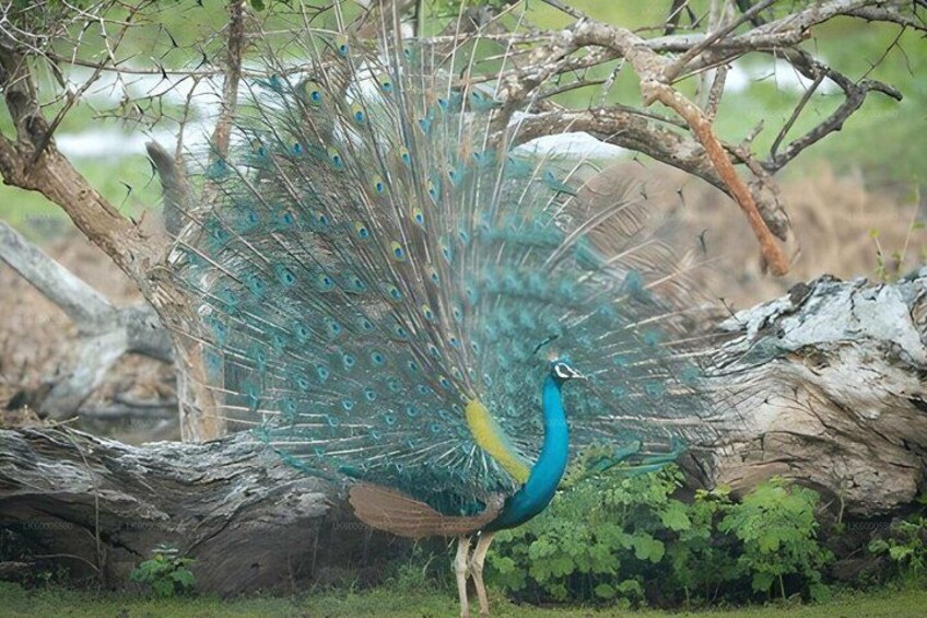 A peacock with its tail feathers fanned out, standing next to a fallen tree in a natural setting. 4