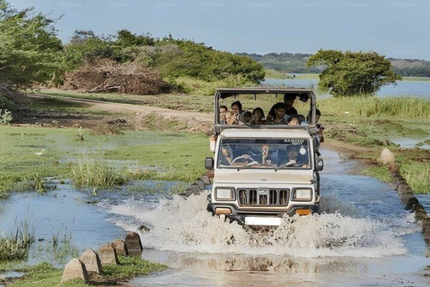 Ella to Arugam Bay Private Transfer with Lahugala Elephant Safari 5