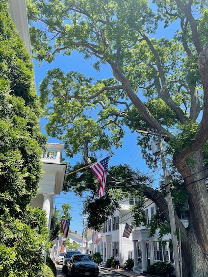 A tree-lined street with American flags hanging from the branches. 2