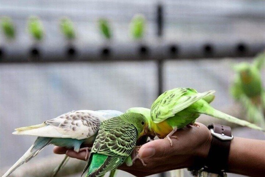 A person holding two birds, one with green and yellow feathers and another with white and brown feathers. 5