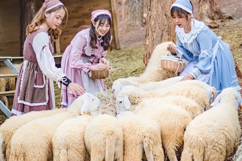 A group of people in historical costumes feeding sheep in a rustic outdoor setting. 3