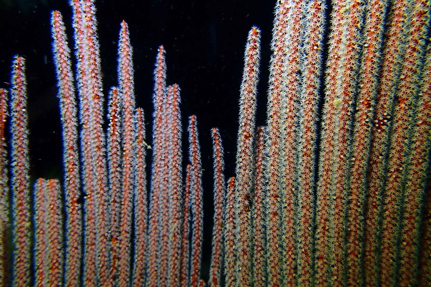 A dense cluster of tall, slender, vertically oriented marine organisms with a textured surface. 4
