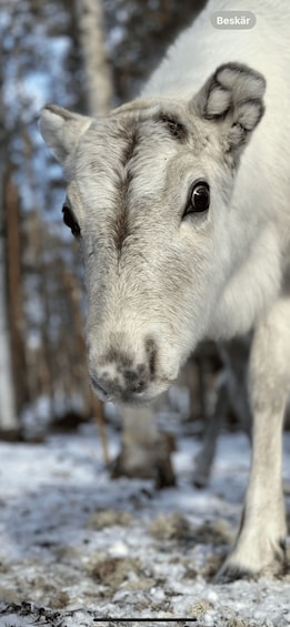 A close-up of a light-colored animal with a dark stripe down its face, standing on a snowy ground with trees in the background. 2