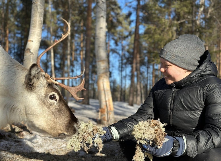 A person feeding a reindeer in a snowy forest. 3