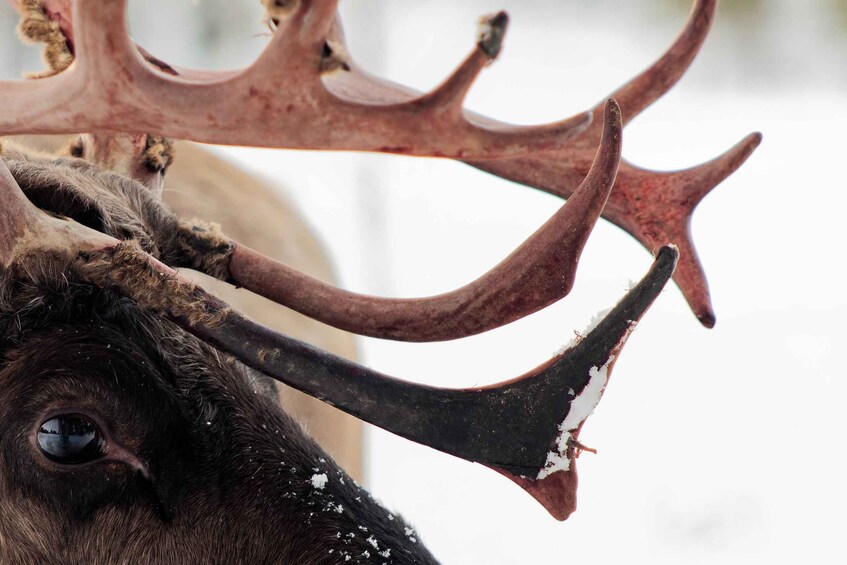 A close-up of a moose with large antlers. 1