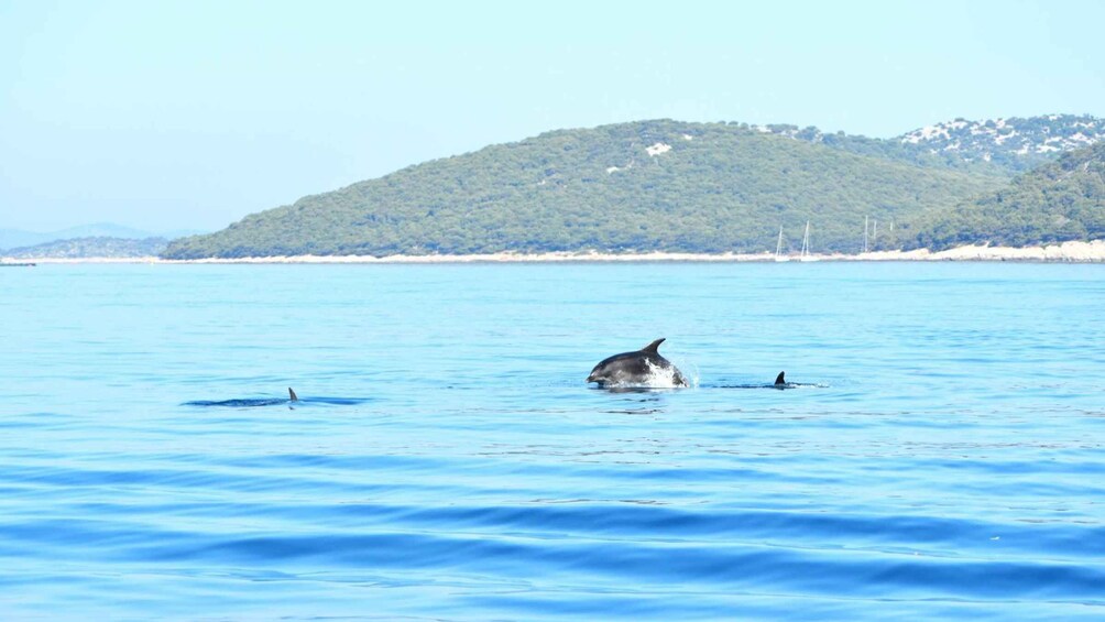 A dolphin swimming in a clear blue sea with a hilly coastline in the background. 3