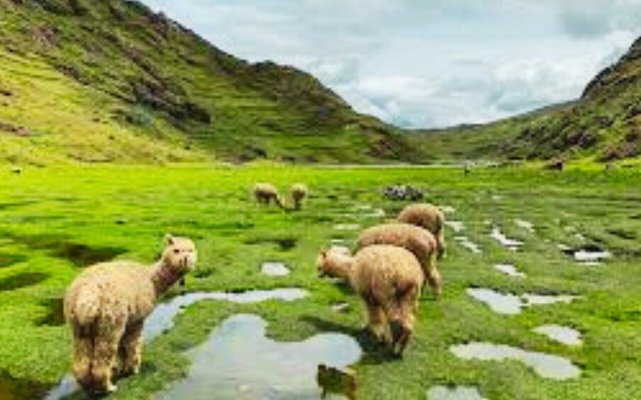 A green valley with sheep grazing. 4