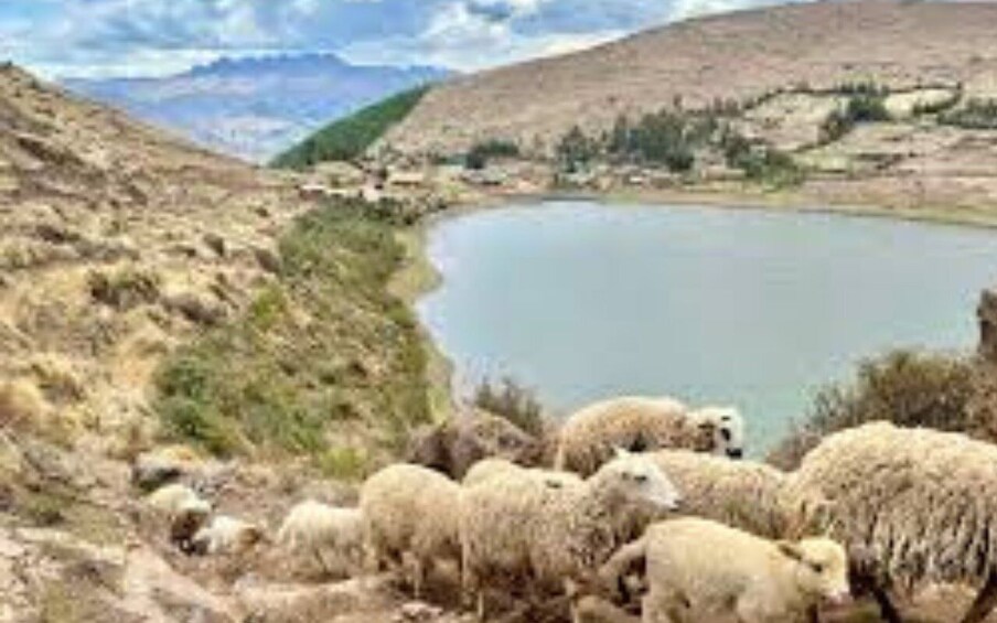 A flock of sheep grazing near a lake surrounded by hills. 3