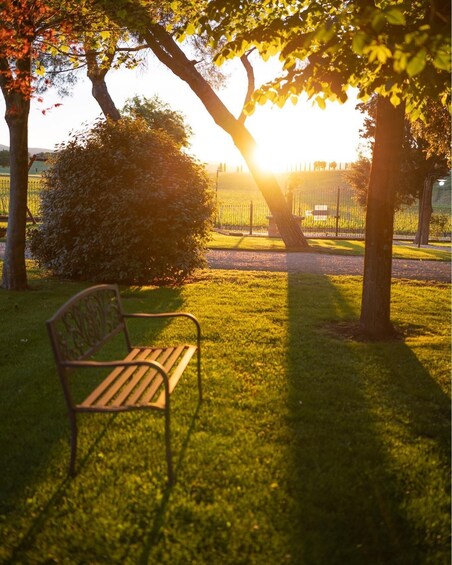A park bench under a tree with sunlight filtering through the leaves. 2