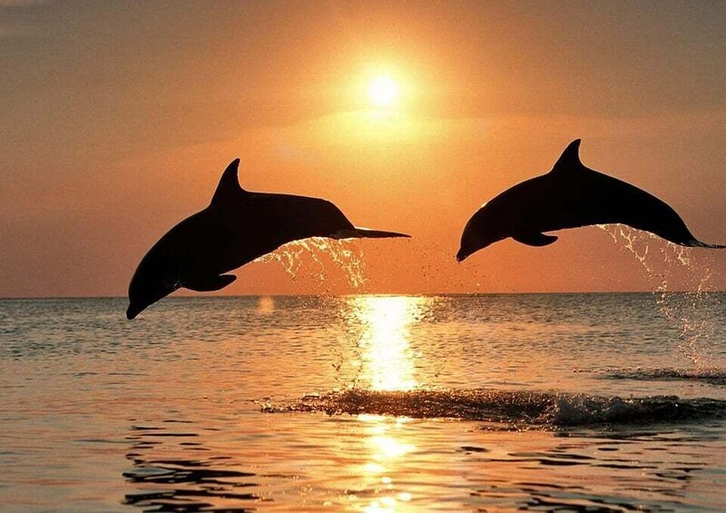Two dolphins leaping out of the water at sunset. 2