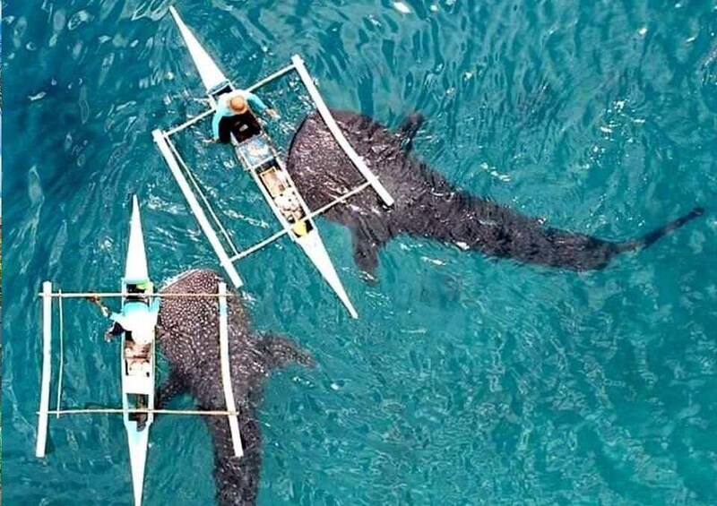 A person paddling a boat with a large sea turtle swimming alongside. 3