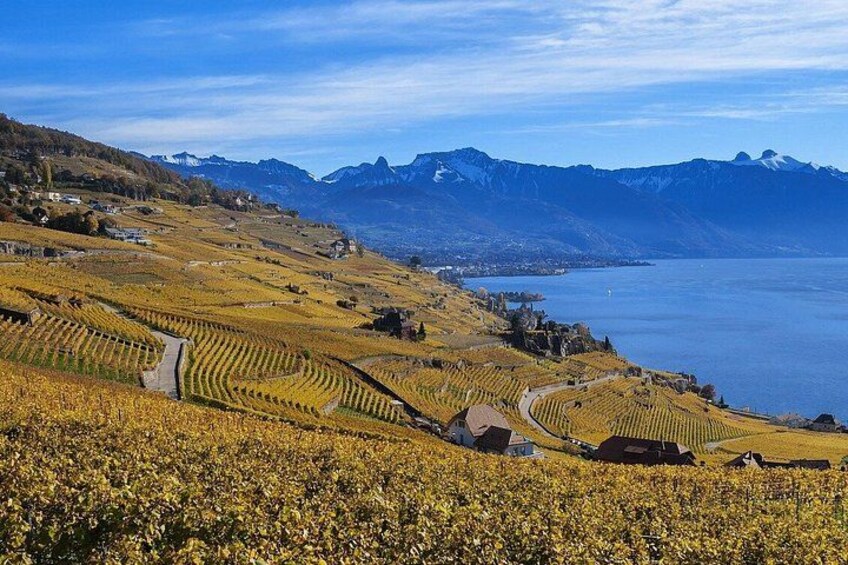 A vineyard with rows of grapevines, a winding path, and a lake with mountains in the background. 2