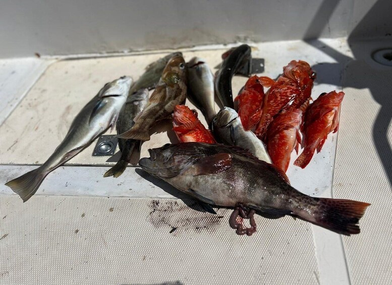 Various fish laid out on a white surface. 3