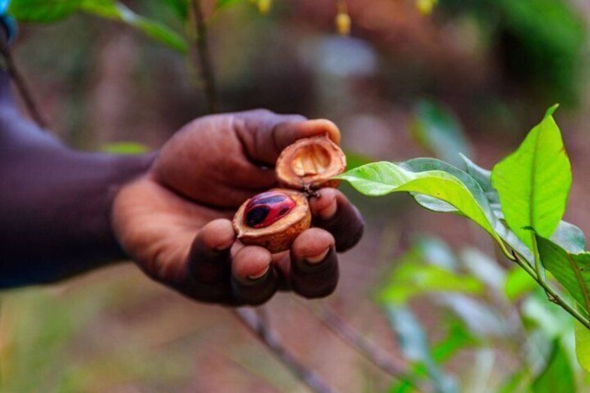 A hand holding a seed pod with a red and black pattern. 3
