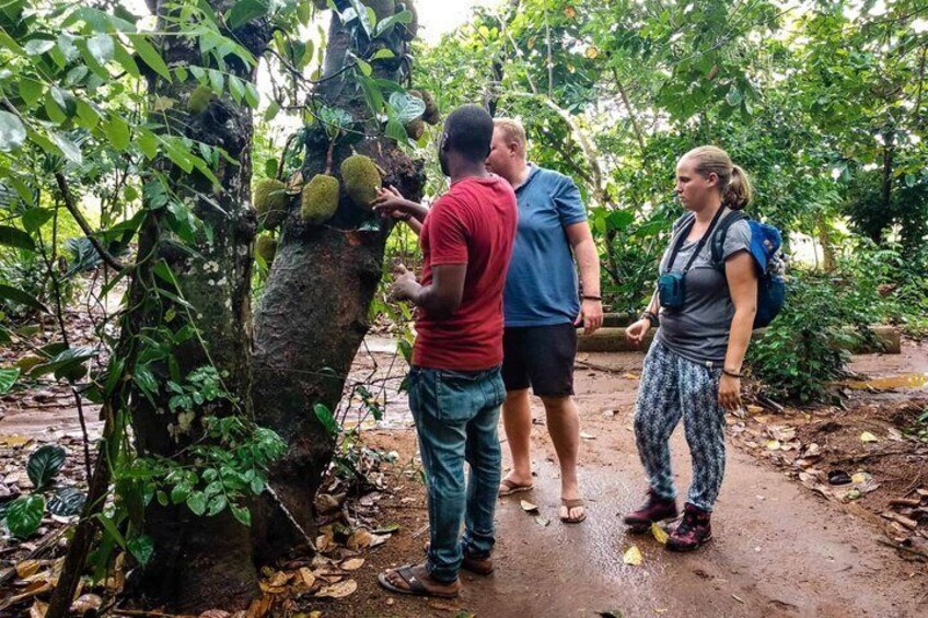 A group of people examining a tree with large fruits in a forested area. 4