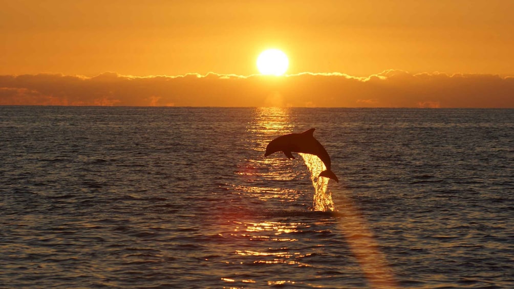 A dolphin leaping out of the ocean at sunset. 3