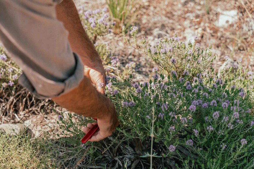 A person using a red tool on a plant with purple flowers in a dry, grassy area. 4