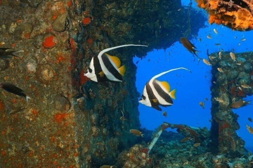 Two striped fish swimming near a rocky underwater structure. 3