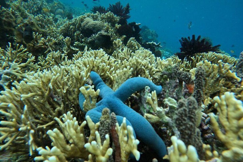 A blue sea anemone among coral formations underwater. 3