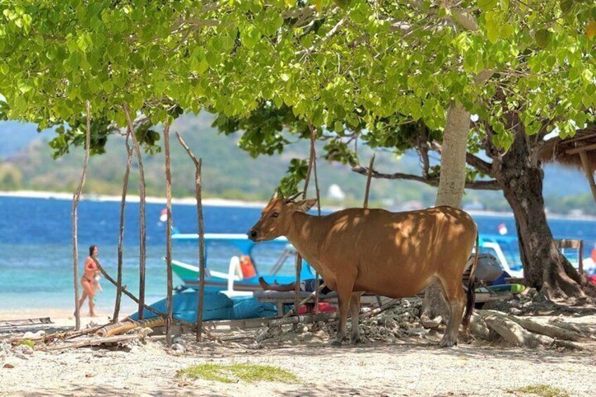 A beach scene with a large cow statue under a tree, a woman walking, and boats in the background. 3