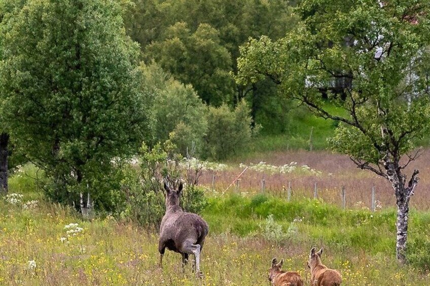 A deer in a field with trees and a fence in the background. 4