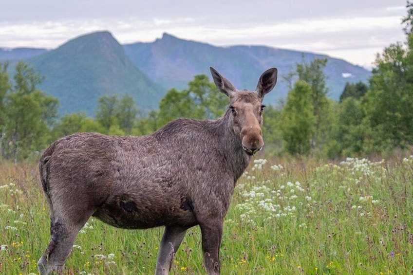 A moose in a grassy field with mountains in the background. 1
