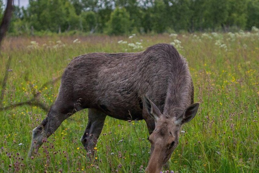 A moose grazing in a grassy field with wildflowers. 2