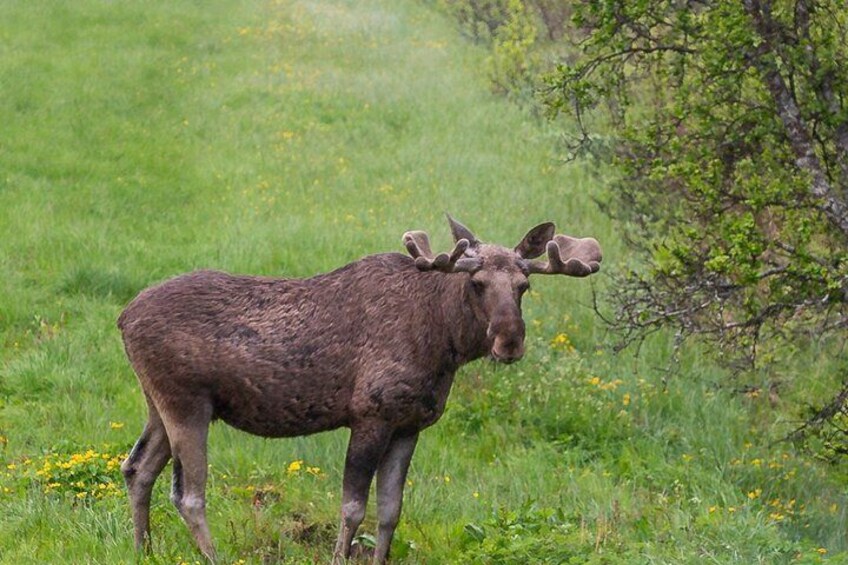 A moose in a grassy field with yellow flowers and green trees. 3
