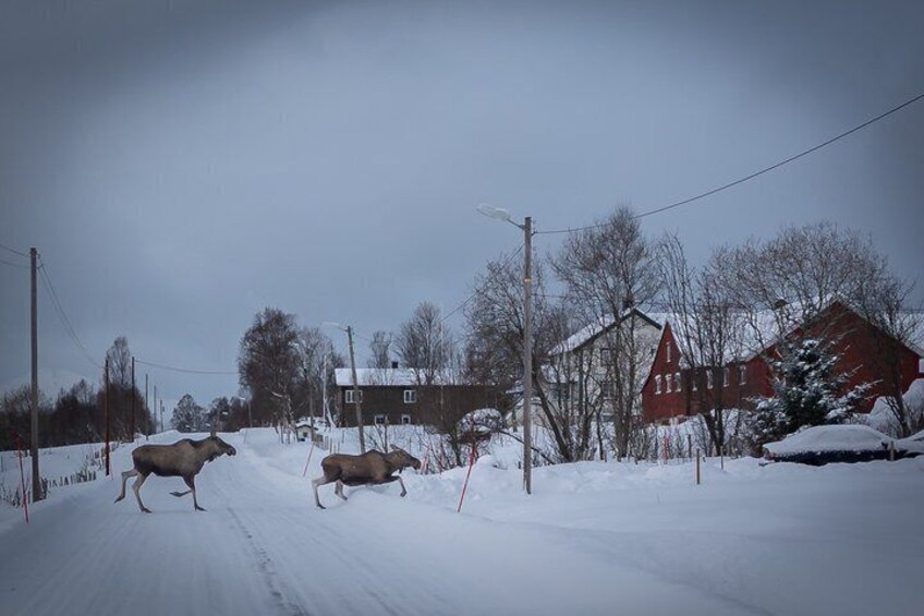 A snowy rural road with two deer crossing, houses, and bare trees. 5