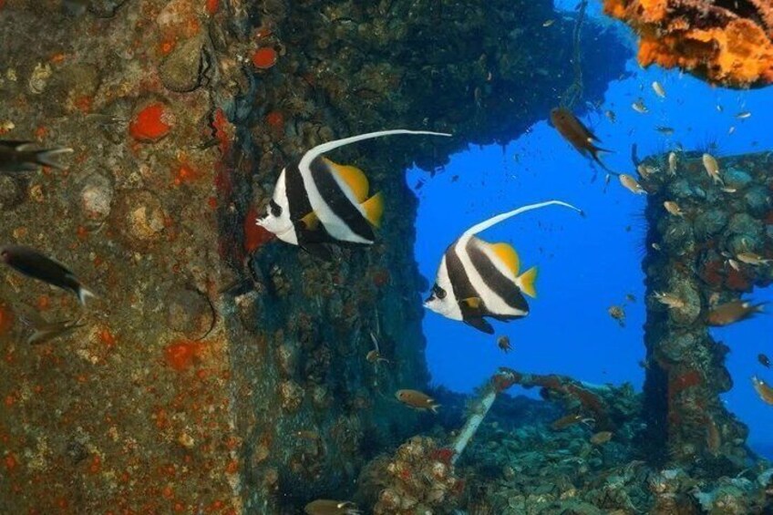 Two striped fish swimming near a rocky underwater structure. 3