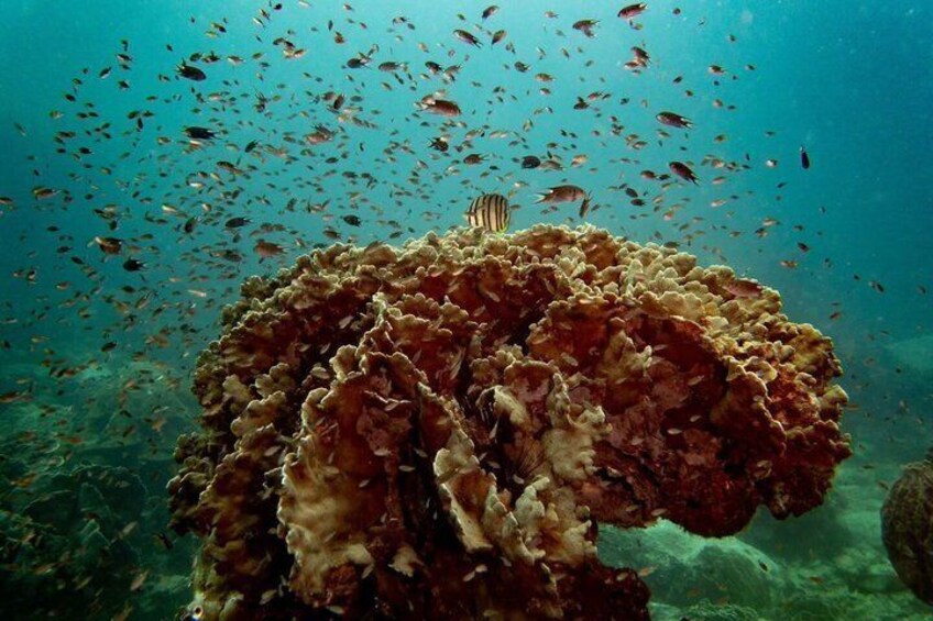 A coral reef with diverse fish species and a large, textured coral formation. 4