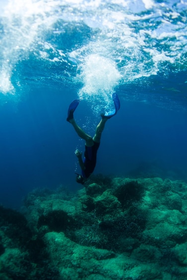 A diver underwater with fins, surrounded by marine life and coral. 3