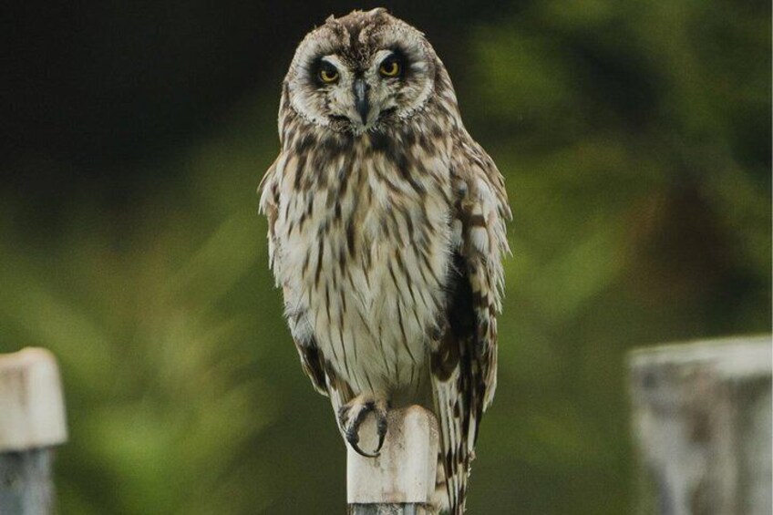 An owl perched on a wooden post with a blurred green background. 4