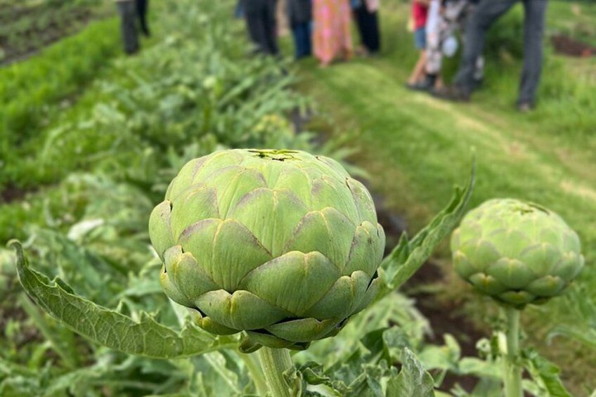 Moku Roots Upcountry Farm Tour 3